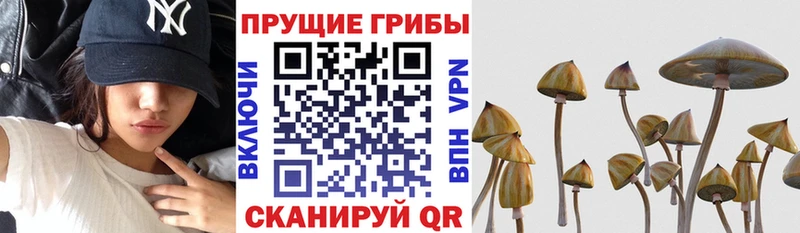 Галлюциногенные грибы Cubensis  Кострома 